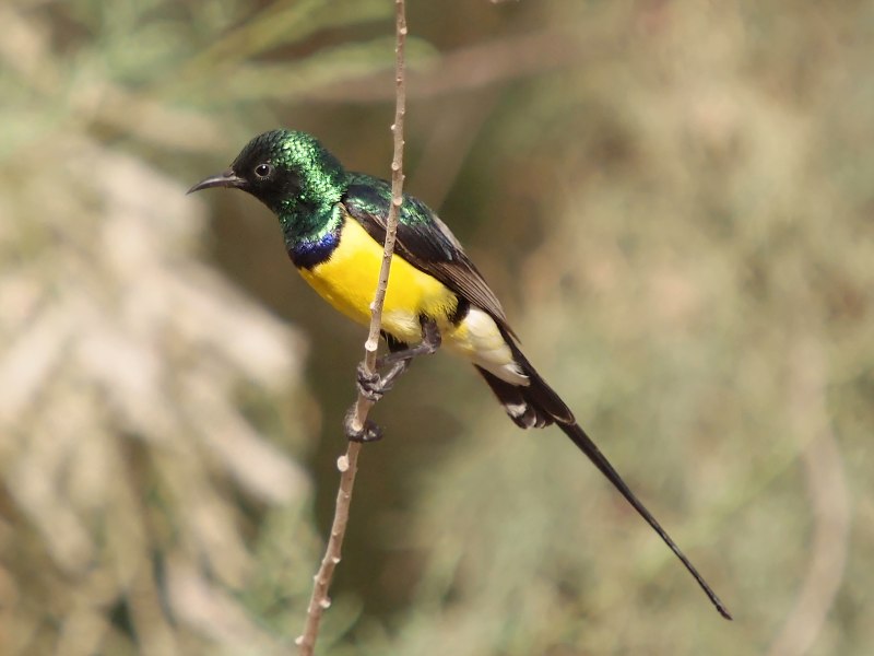 Nile Valley Sunbird