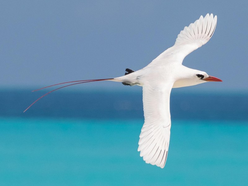 Phaethon lepturus