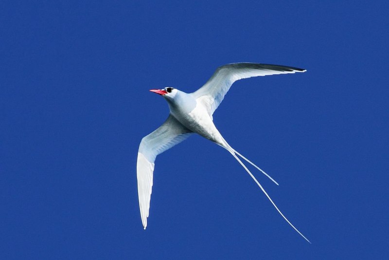 Phaethon Aethereus