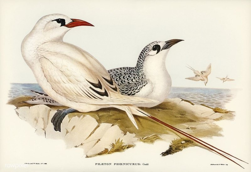 John Gould (1804 - 1881) картины