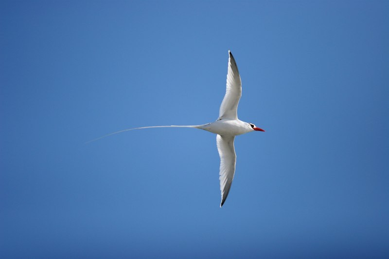 Phaethon Aethereus