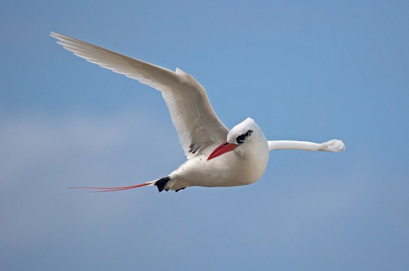 Phaethon rubricauda