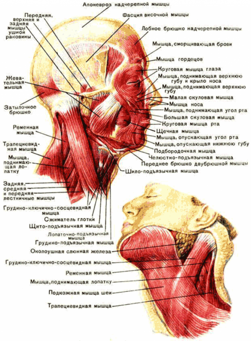 Строение и функции мимических мышц головы и шеи