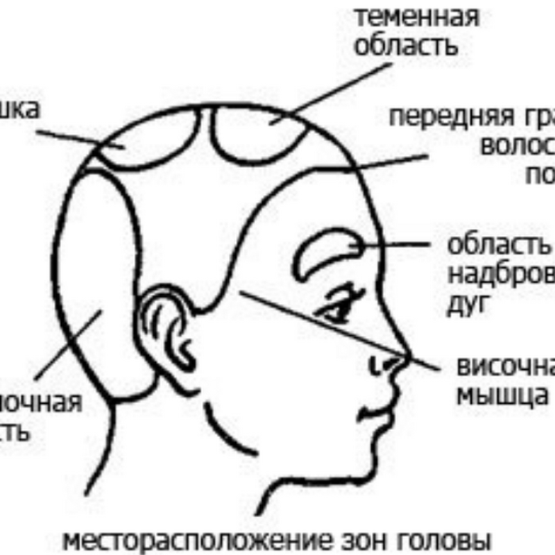 Где находится теменная часть головы