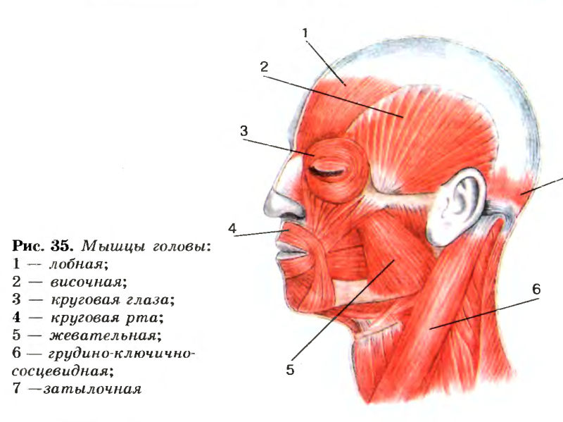 Мышцы головы вид сбоку