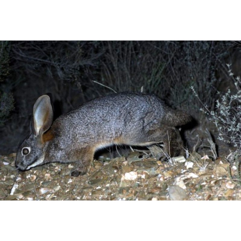 Bunolagus monticularis