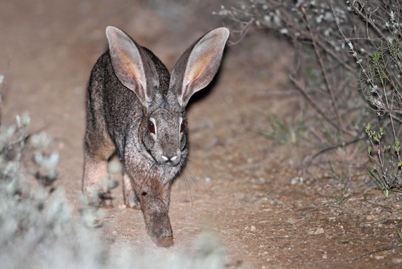 Bunolagus monticularis