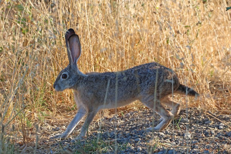 Lepus californicus Gray, 1836 - калифорнийский заяц