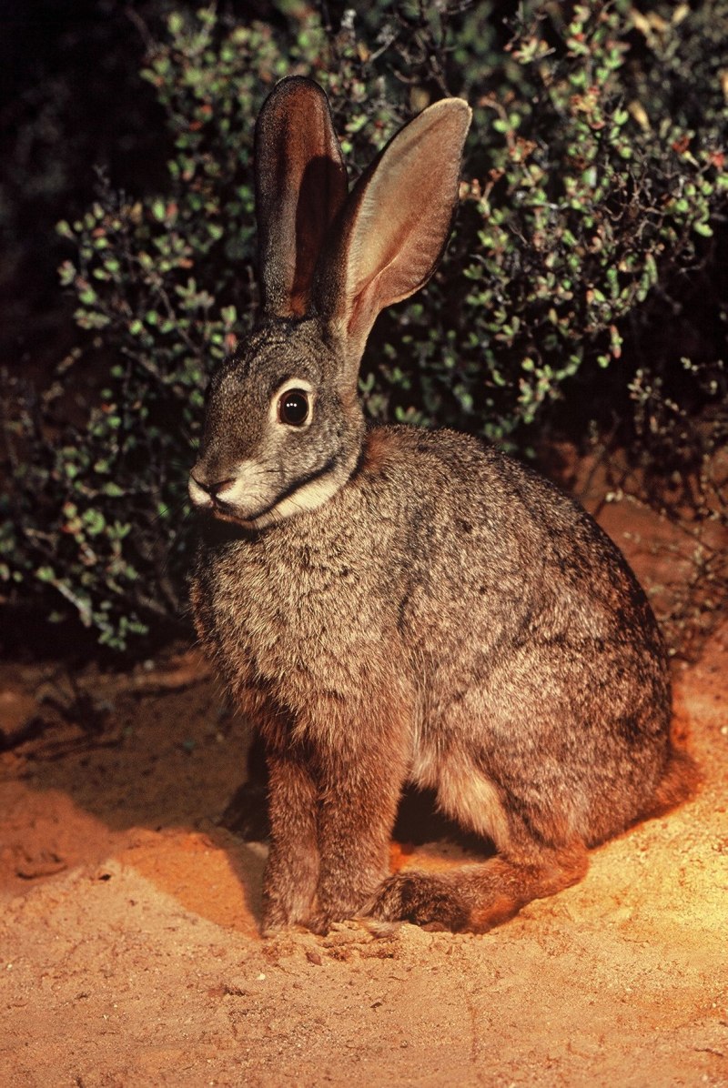 Bunolagus monticularis