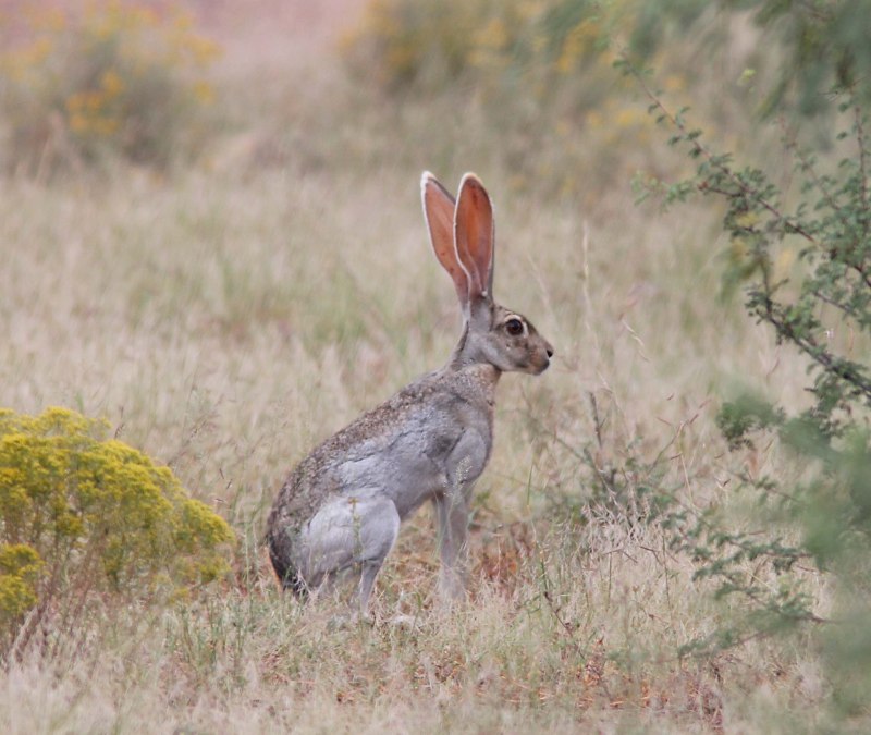 Lepus alleni
