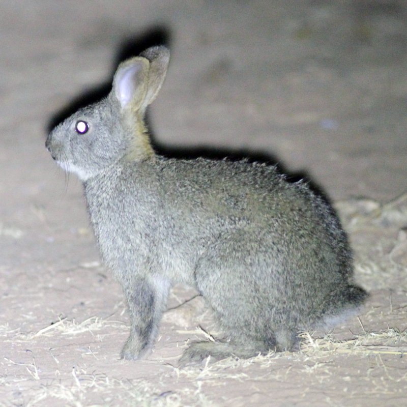 Poelagus Marjorita