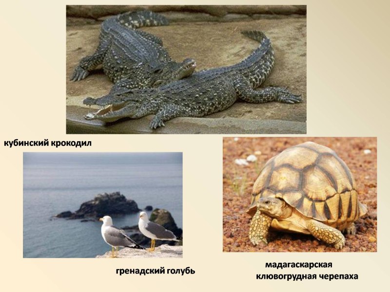 Кубинский крокодил Мадагаскарская черепаха гренадский голубь
