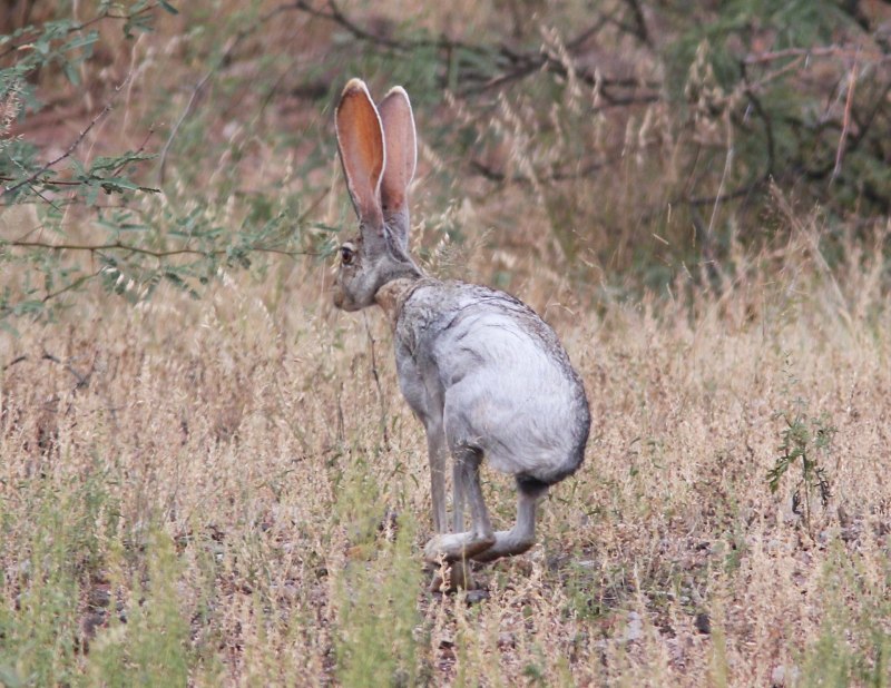 Антилоповый заяц (Lepus alleni)