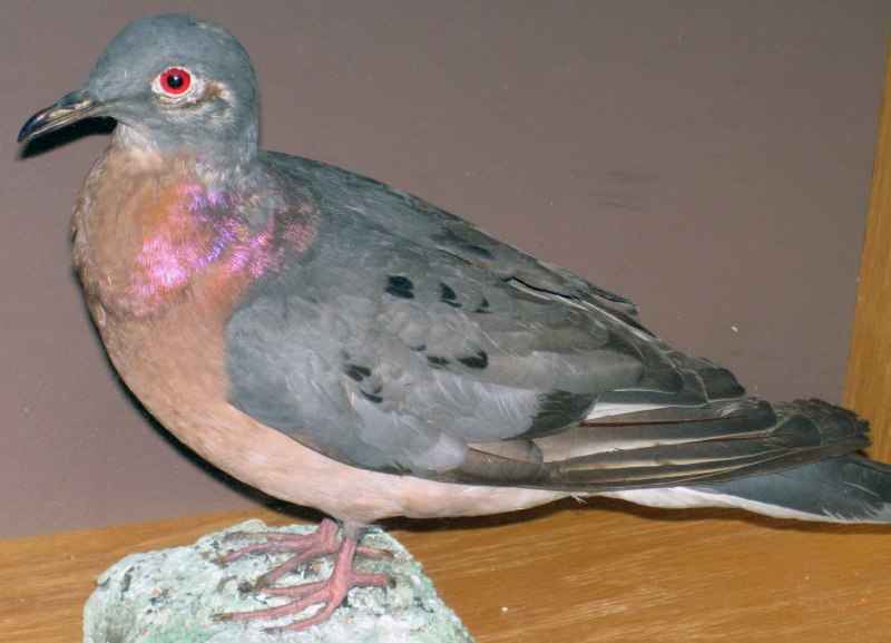 Ectopistes migratorius