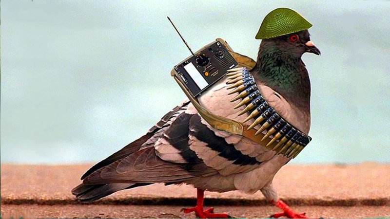 Боевой голубь