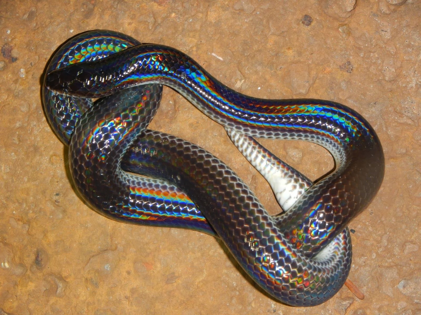 Змея живая купить. Белогубый полоз. Лучистая змея Xenopeltis Unicolor. Змея белогубый питон. Южный белогубый питон.