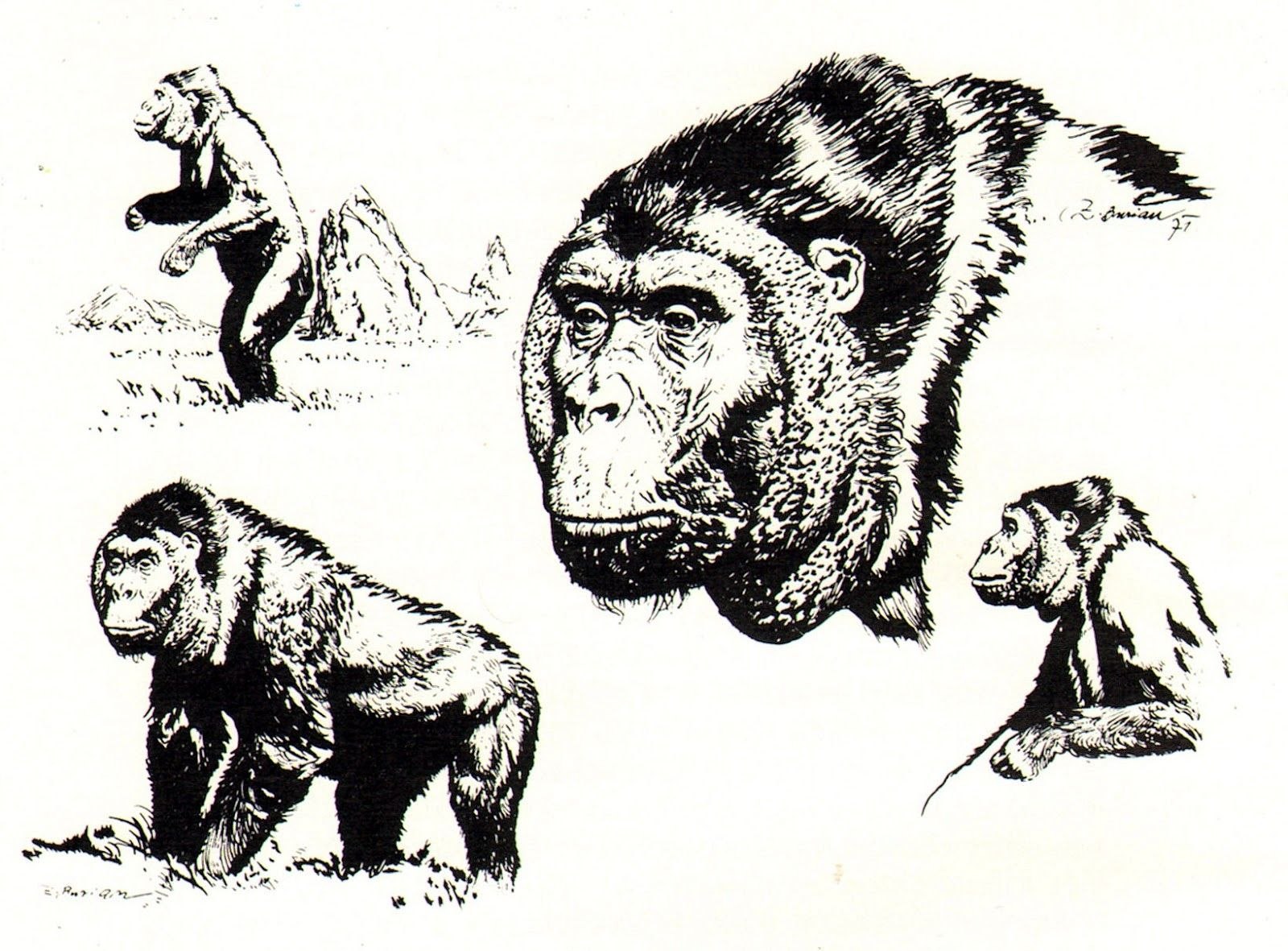 Вымершие обезьяны. Доисторический Гигантопитек. Зденек Буриан Гигантопитек. Гигантопитеки (Gigantopithecus. Гигантопитеки вымершие приматы.