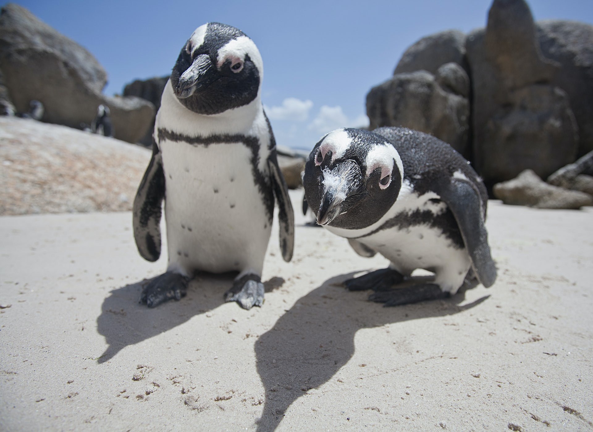 Пингвины живут на южном. Пингвины в ЮАР. Очковые пингвины в Африке. Африка пингвины Кейптаун. Очковый Пингвин.