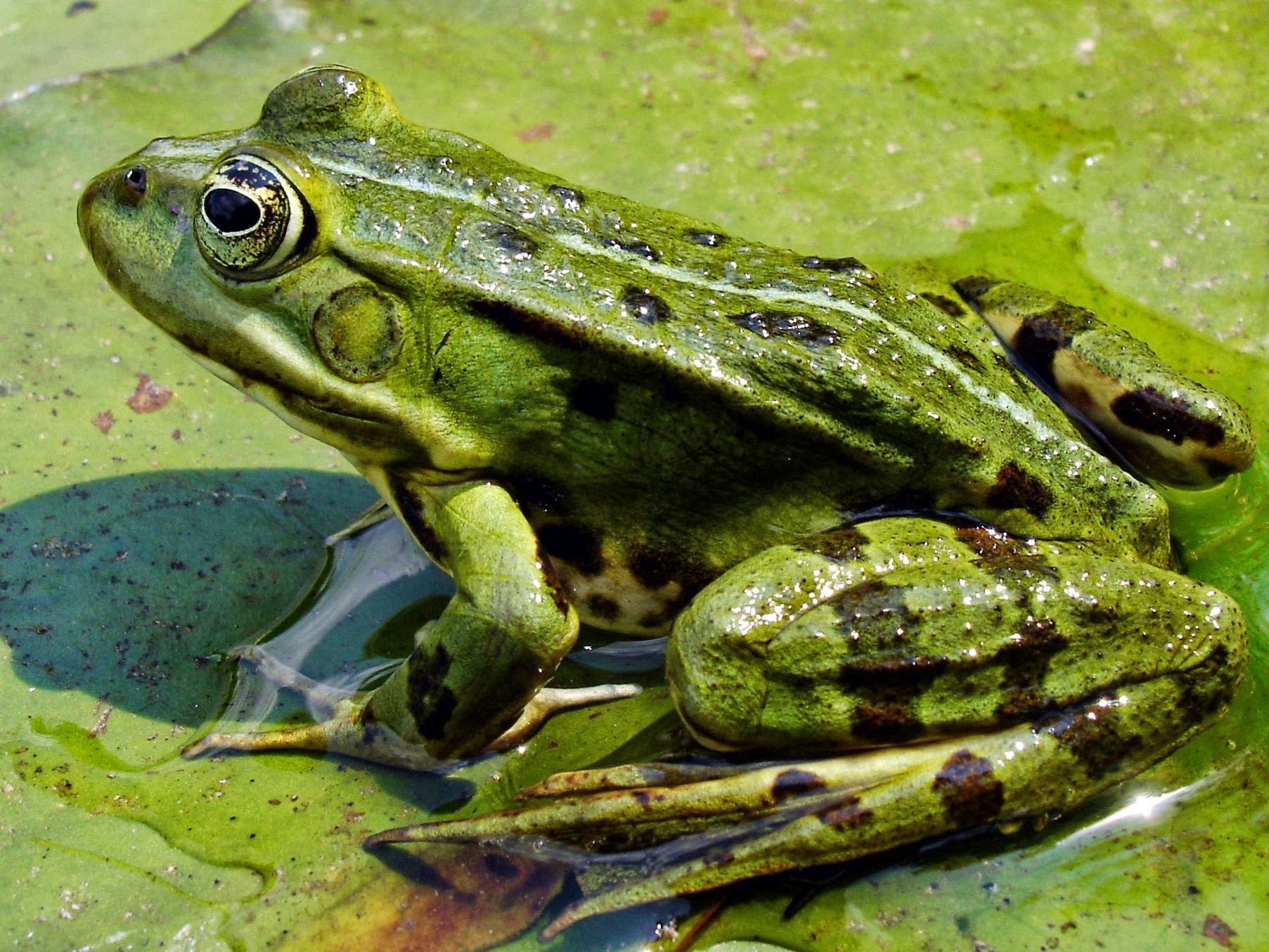 Земноводные п. Озёрная лягушка Rana ridibunda. Прудовая лягушка (Rana lessonae). Озерная Прудовая травяная остромордая лягушка. Озерная лягушка, зеленая жаба.