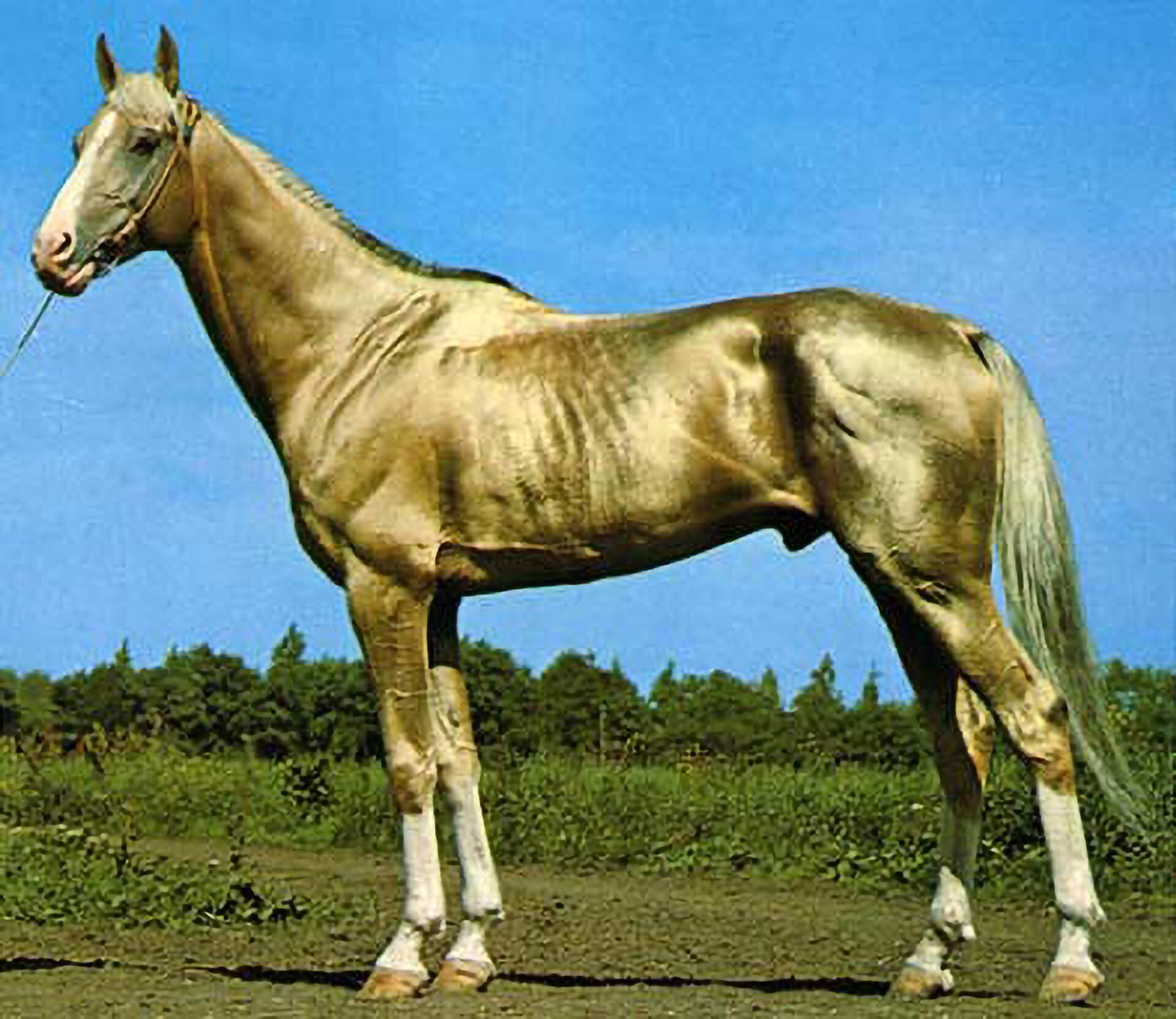 Порода самой дорогой лошади. Ахалтекинская Изабелловая. Ахалтекинская лошадь Золотая. Ахалтекинец соловой масти. Золотой скакун - ахалтекинец.