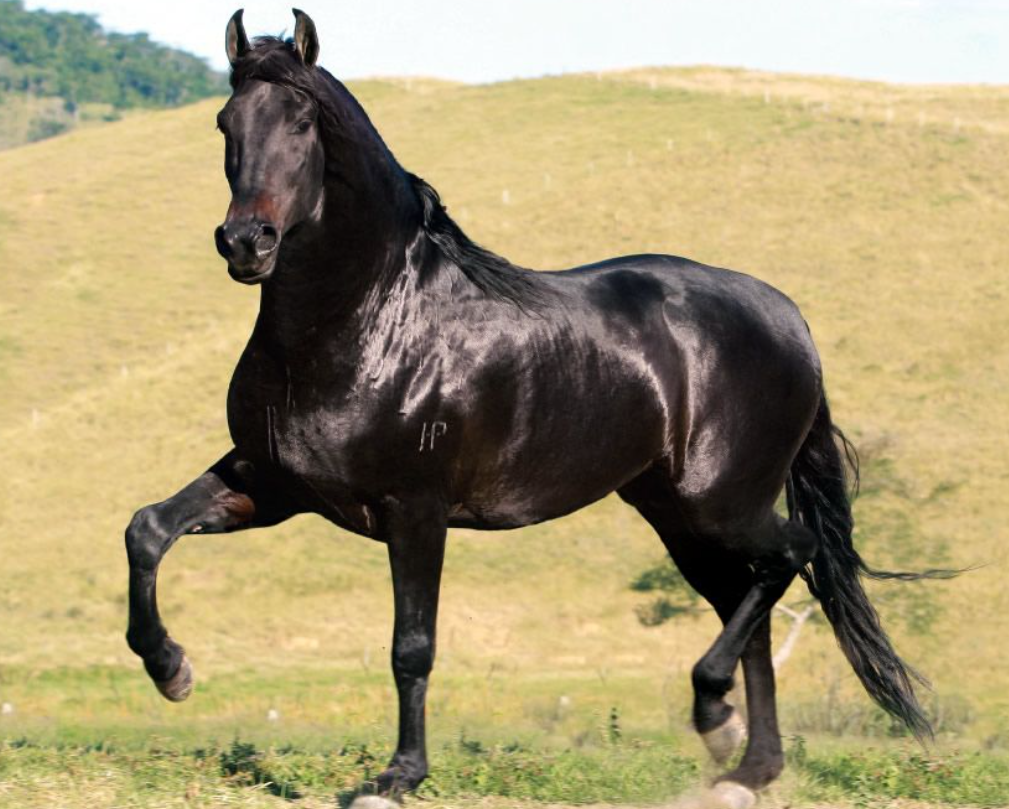 Описание кабардинской лошади. Кабардинец лошадь порода. Англо Кабардинская порода лошадей. Кабардинская Скаковая лошадь. Шагди Кабардинская порода лошадей.