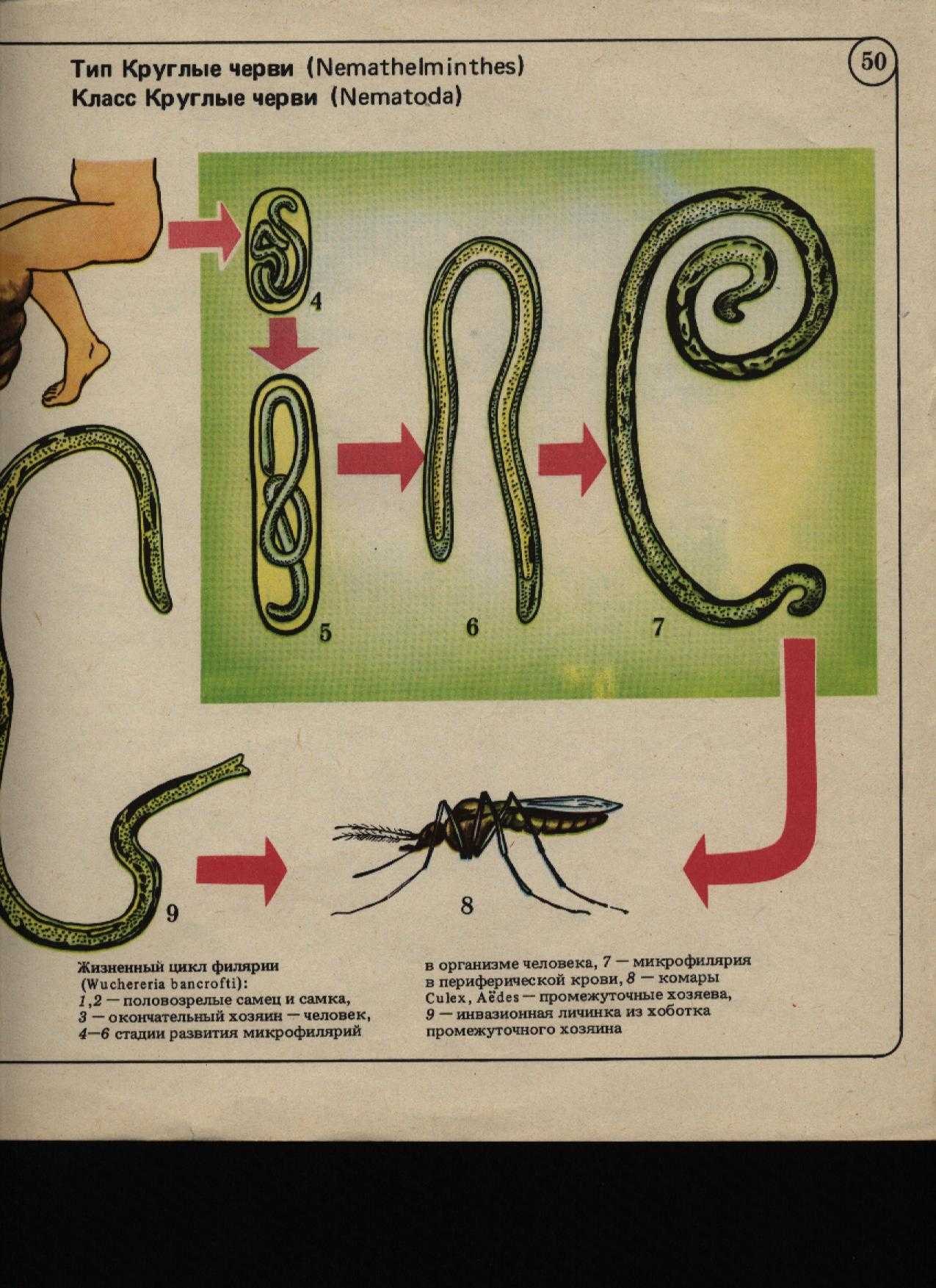 Тест тип черви. Тип круглые черви нематоды. Тип круглые черви – Nemathelminthes. Тип круглые черви класс нематоды 7 класс. 4 Валика круглых червей.