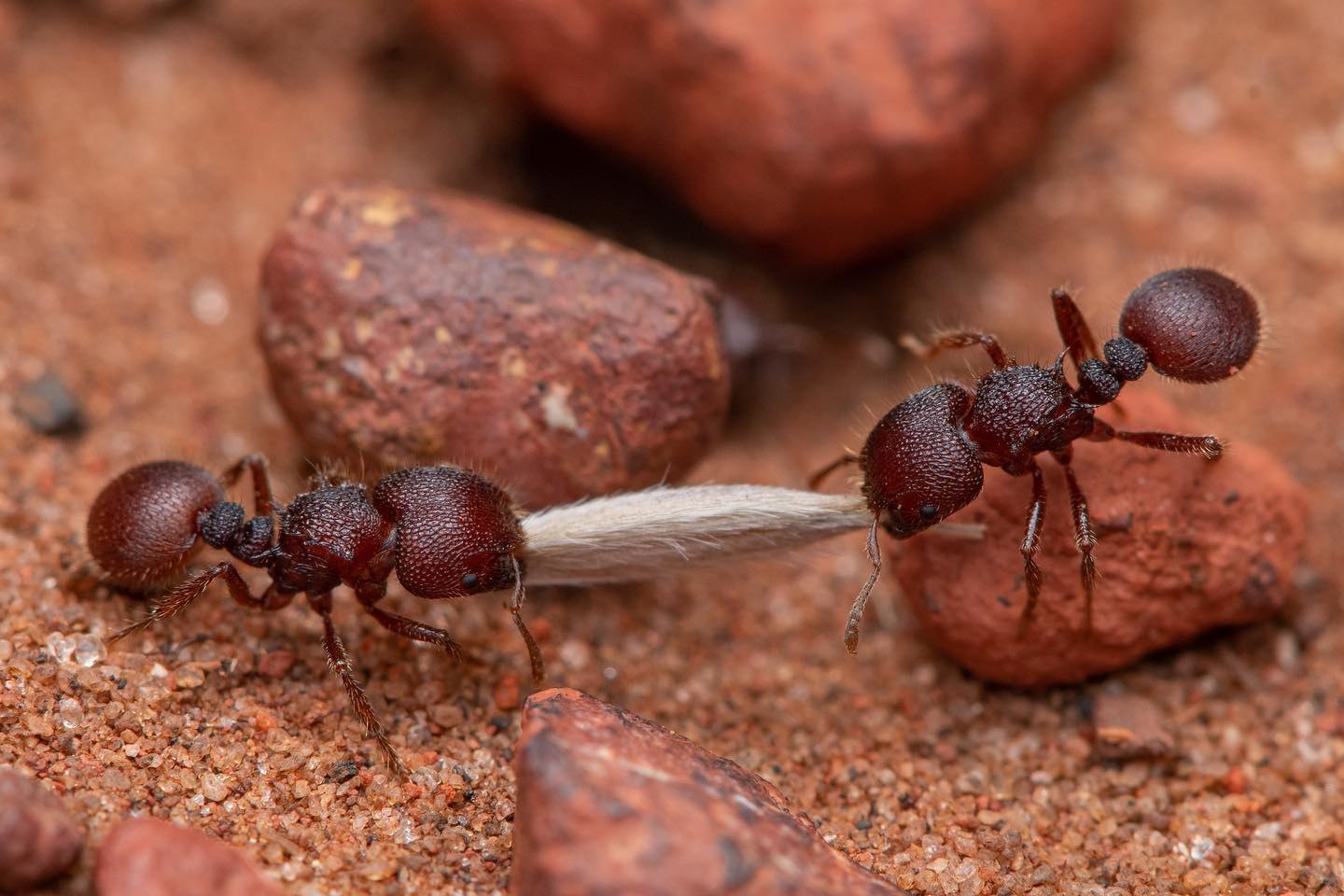 Сколько муравей в мире. Виды муравьев. Очень много муравьев. Самый маленький вид муравьев. Китайский муравей.