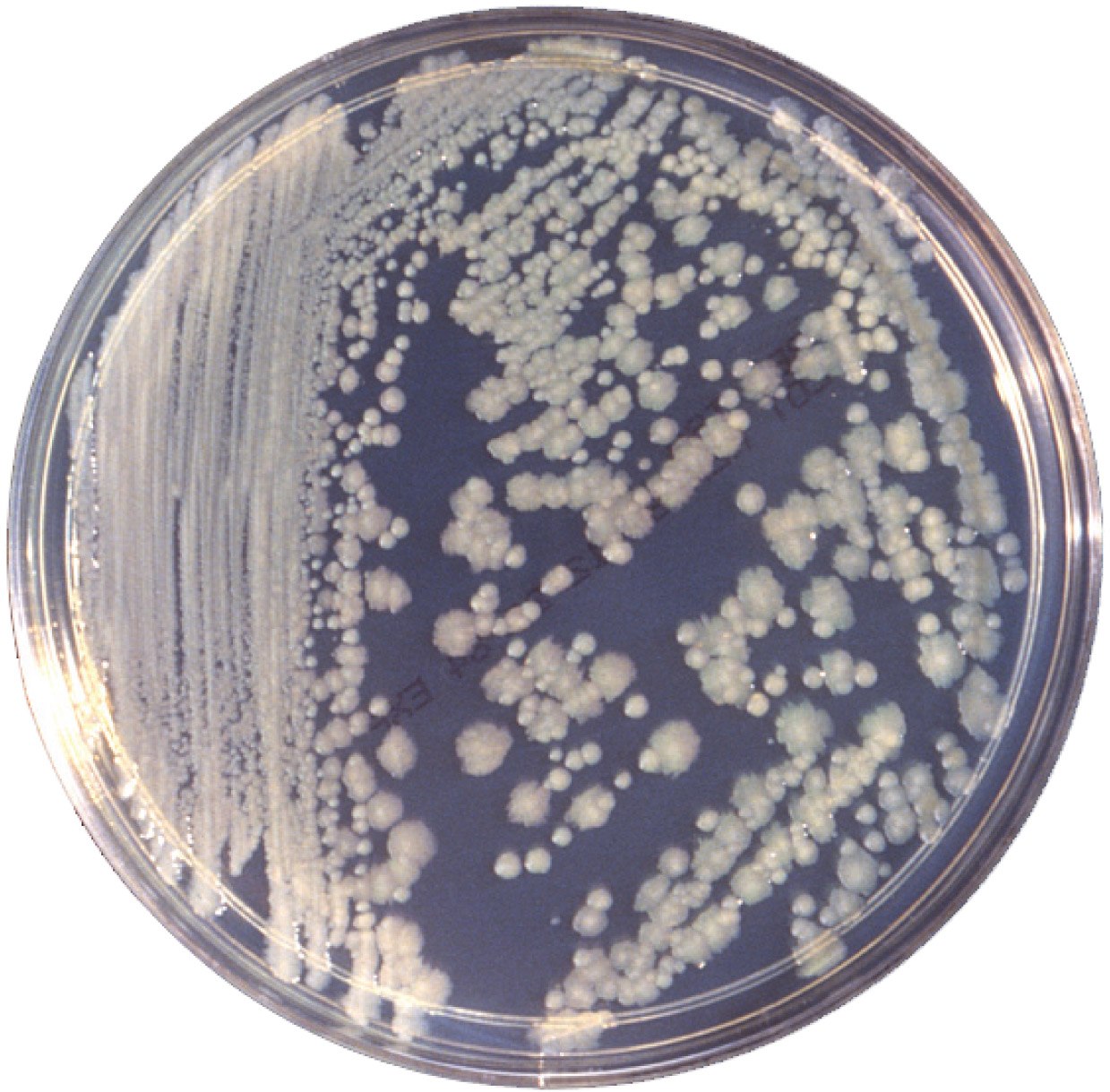 Бактерия spp