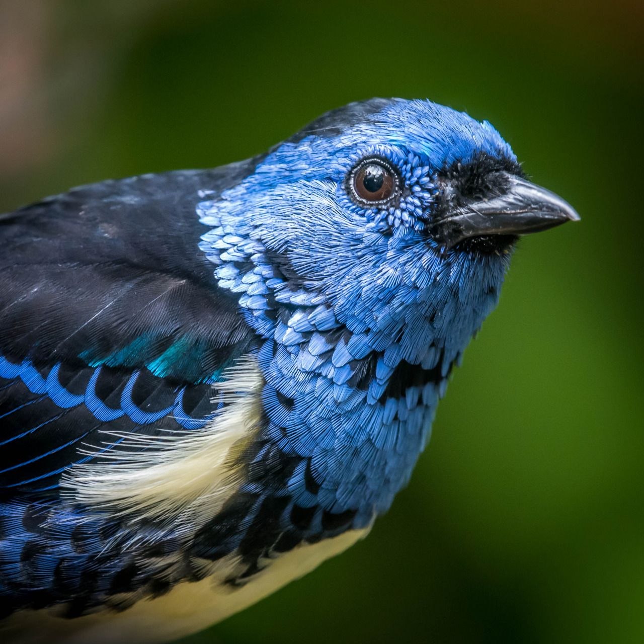 Национальная птица эстонии. Птицы Эстонии. Аквамарин птица. Эстонская птица. Tanager Turquoise.