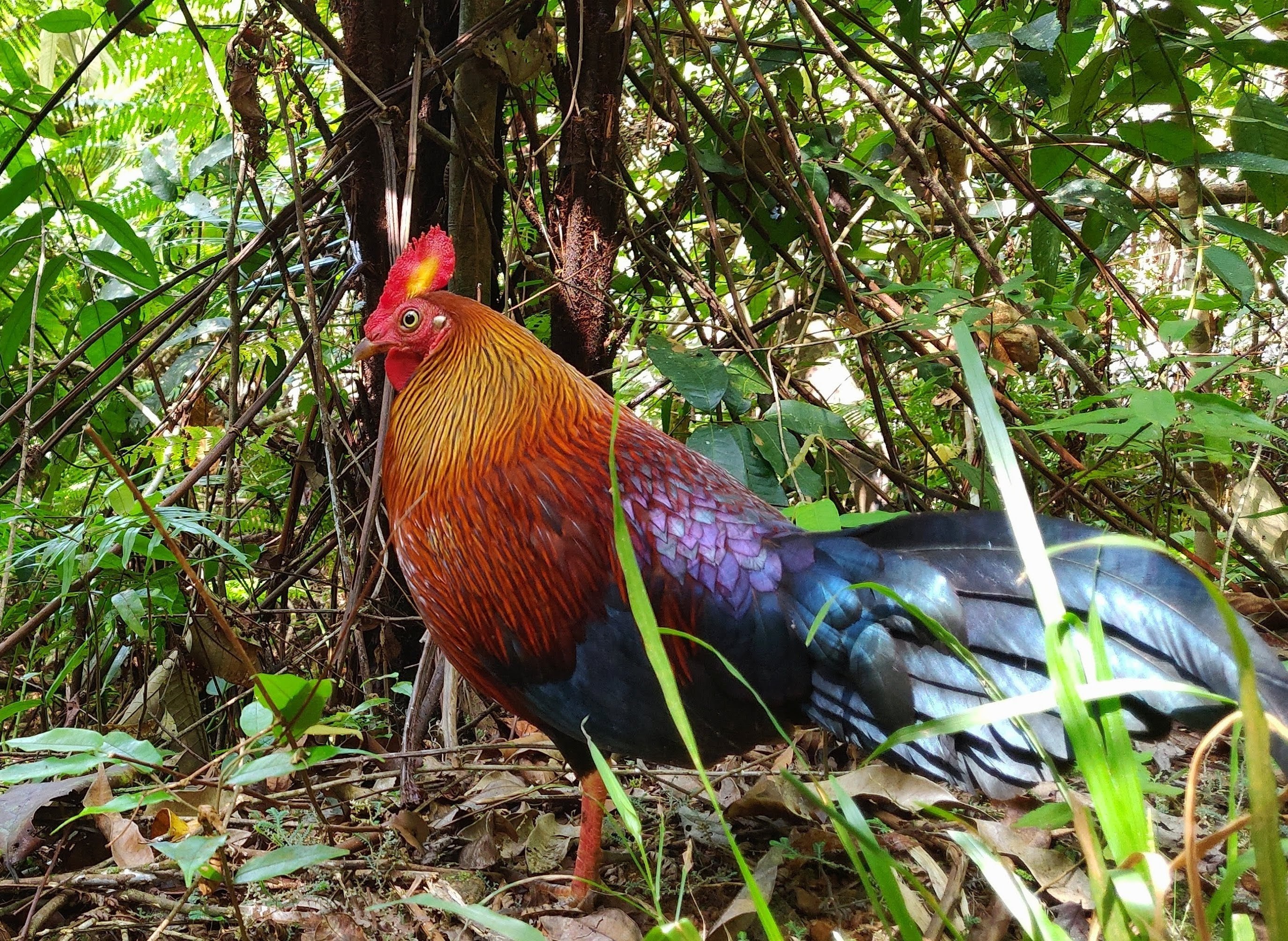 Птицы шри ланки. Зелёная джунглевая курица. Junglefowl. National Bird of Sri Lanka.