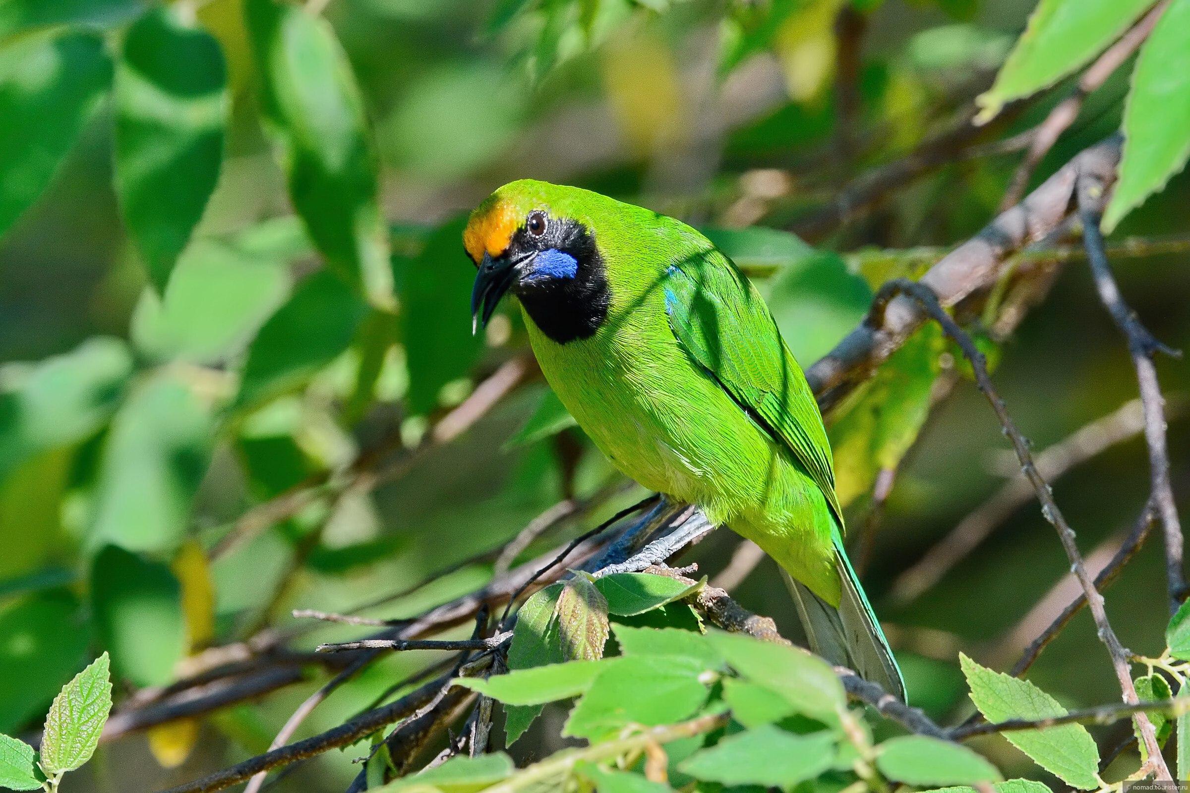Птицы шри ланки. Белая птица Шри Ланка. Желтые птицы Шри Ланки. Сине зеленые птички в Шри-Ланке.