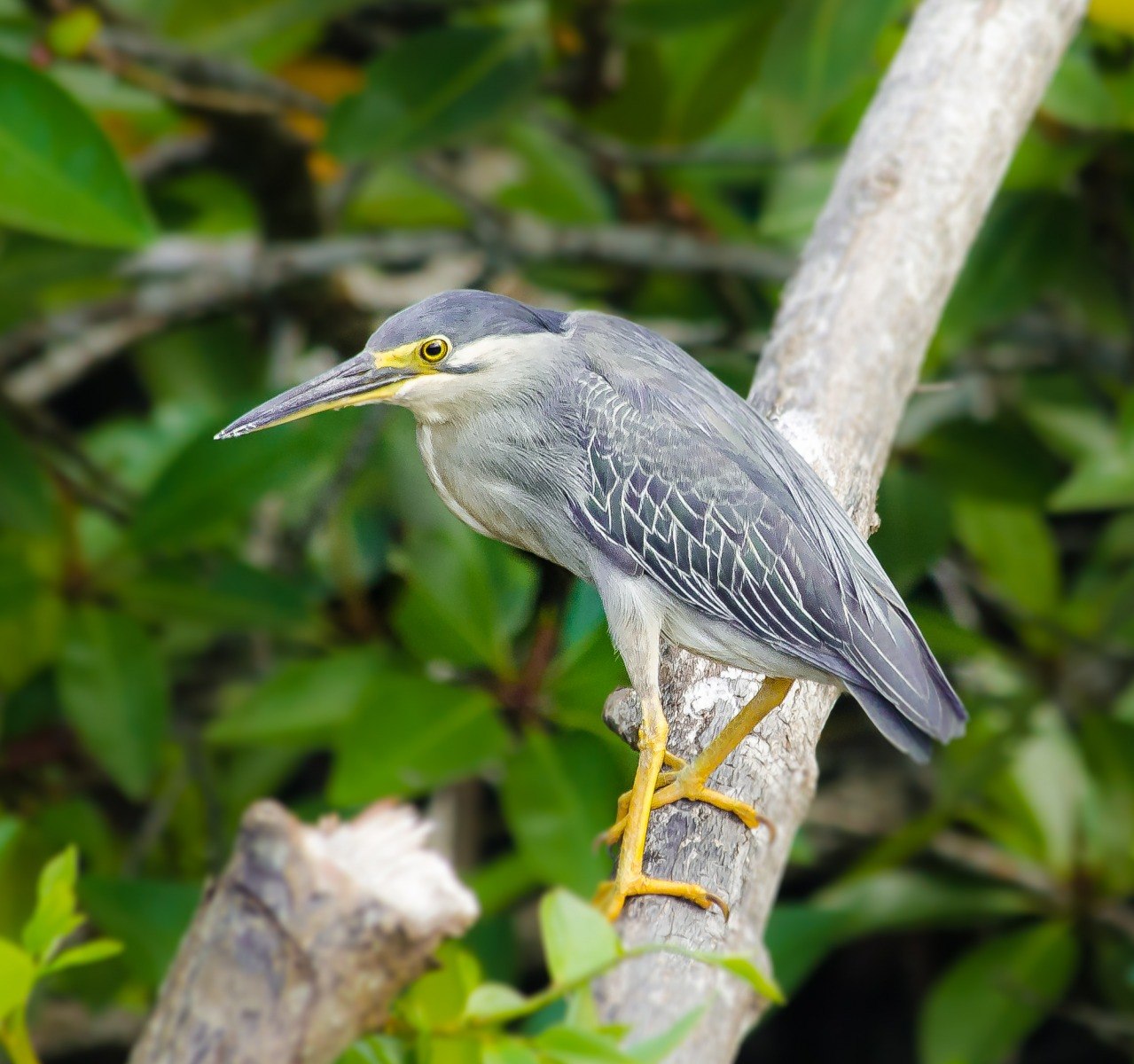 Птицы шри ланки. Национальная птица Шри Ланки. Голубая птица Шри Ланки. Синяя птица на Шри Ланке.