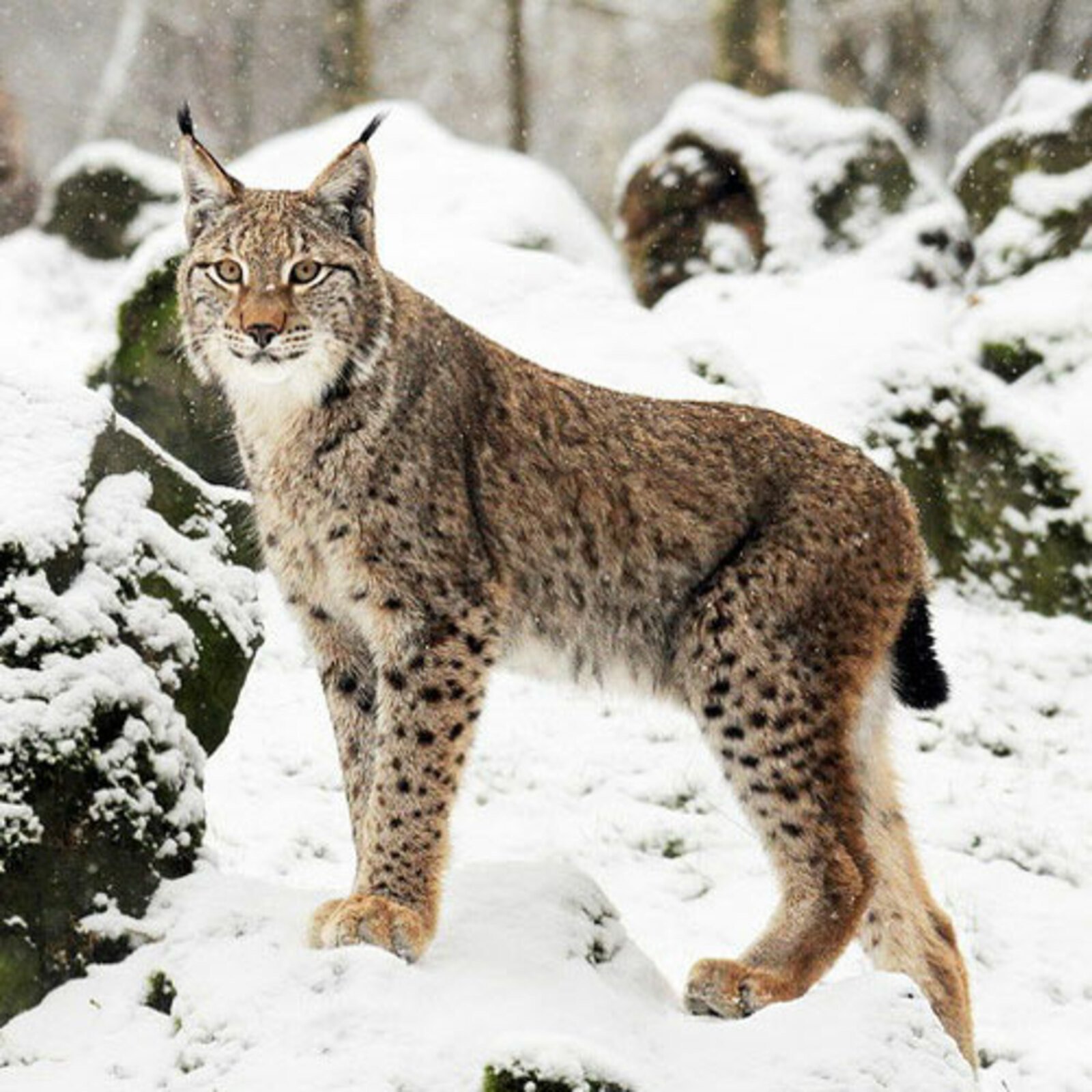 Курганская рысь. Рысь - Lynx Lynx (Linnaeus, 1758). Сибирская Рысь. Гималайская Рысь. Рысь европейская обыкновенная.