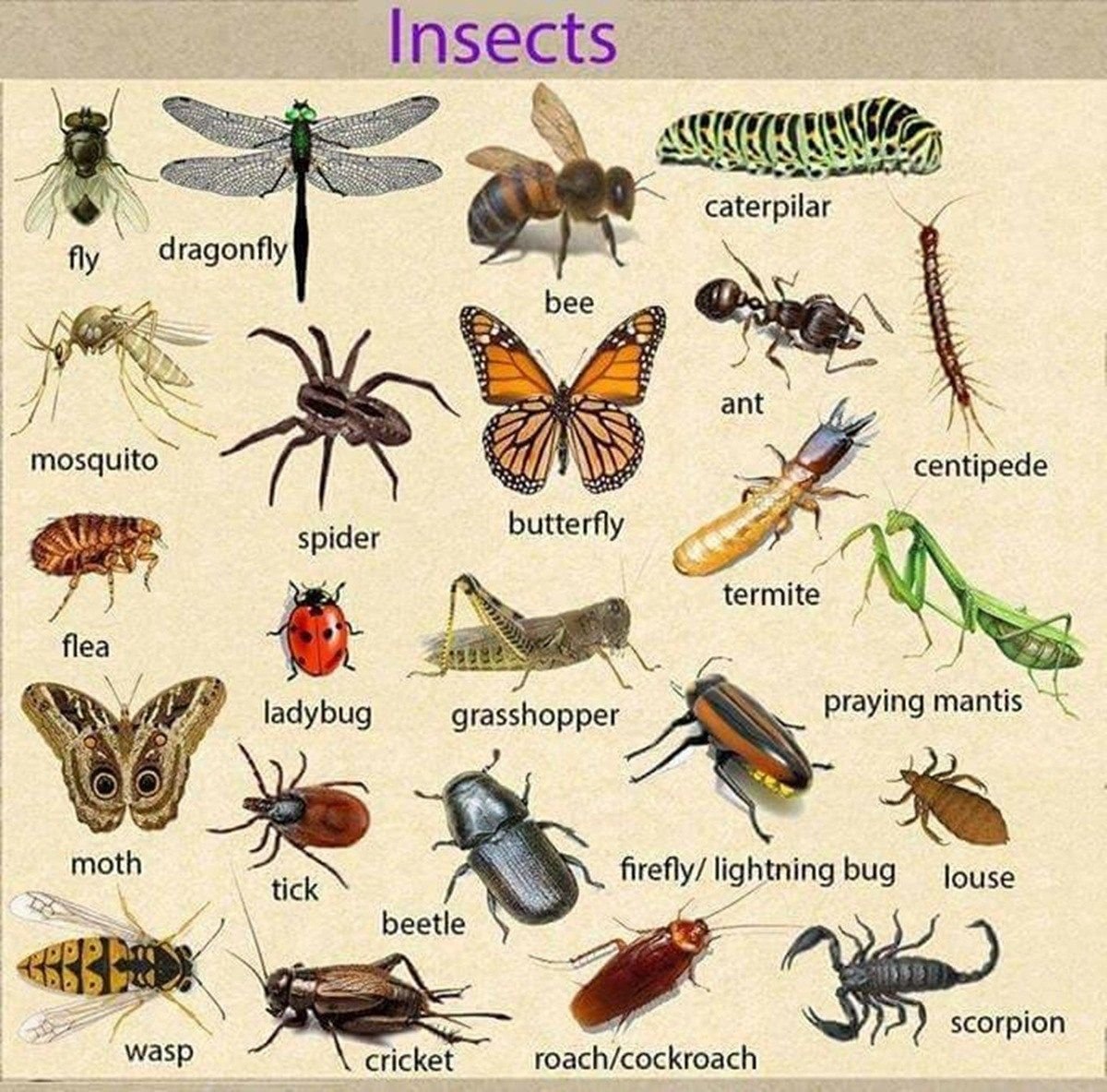Виды насекомые список. Насекомые названия. Насекомые на английском языке. Названия насекомых на английском. Насекомые список названий.