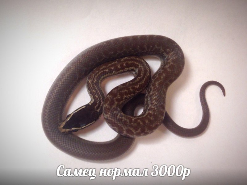 Домовая змея альбино