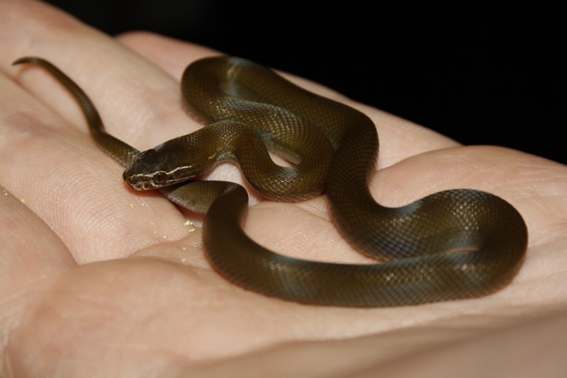 Boaedon lineatus