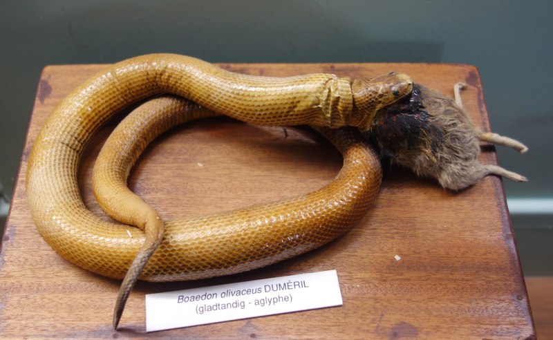 Boaedon olivaceus
