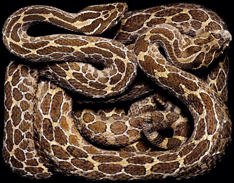 Crotalus polystictus