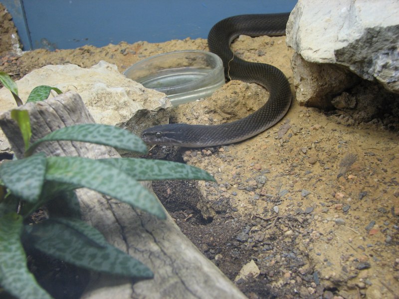 Boaedon fuliginosus