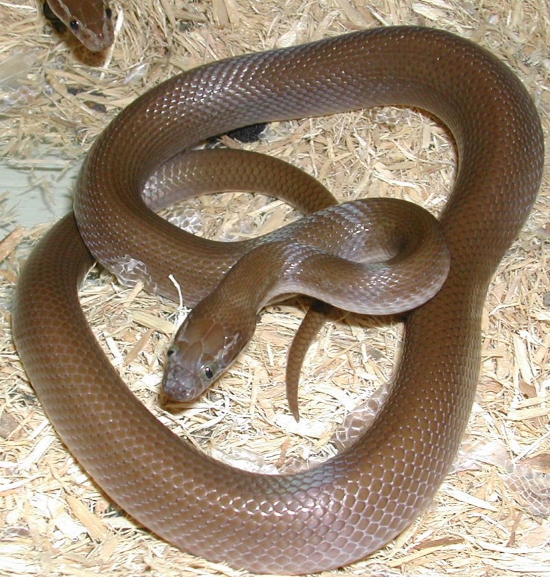 Lamprophis fuliginosus