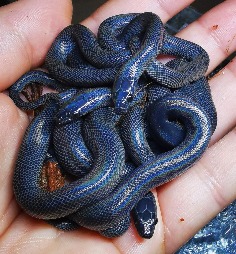 Змея Африканская домовая Boaedon lineatus