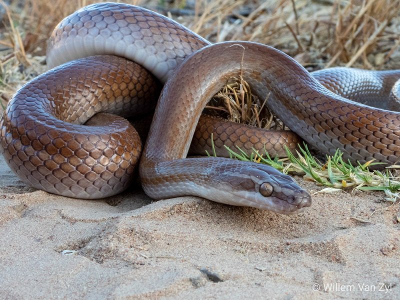 Boaedon capensis