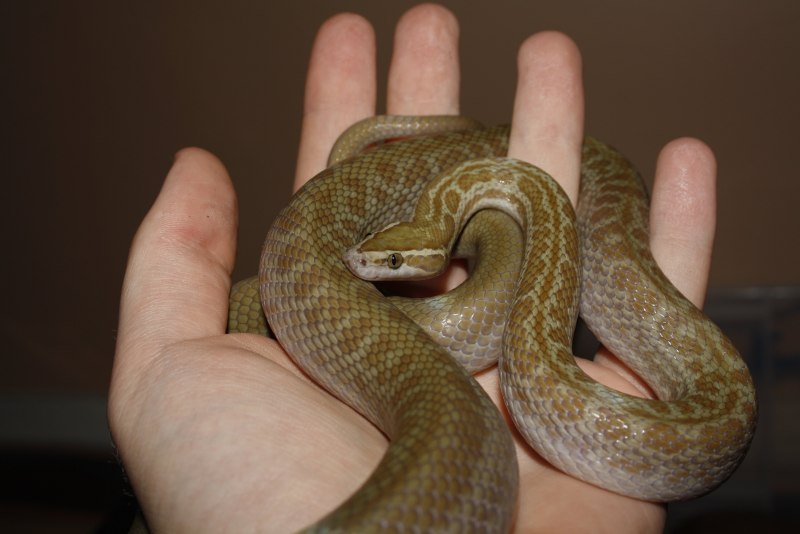 Boaedon fuliginosus