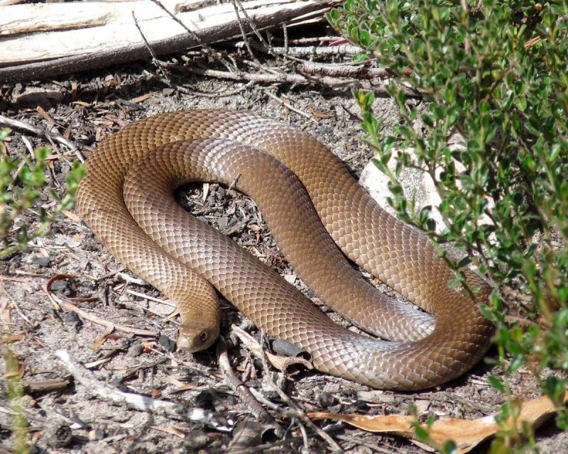 Pseudonaja textilis