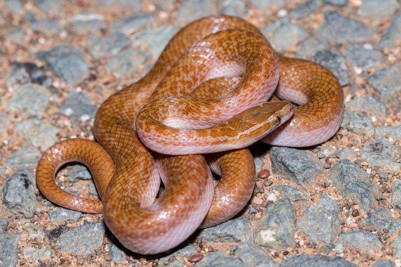 Boaedon lineatus