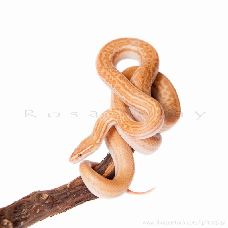 Домовая змея Boaedon capensis