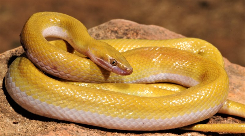 Домовые змейки Boaedon lineatus
