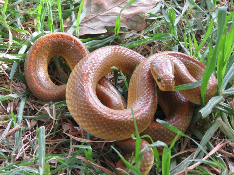Boaedon fuliginosus