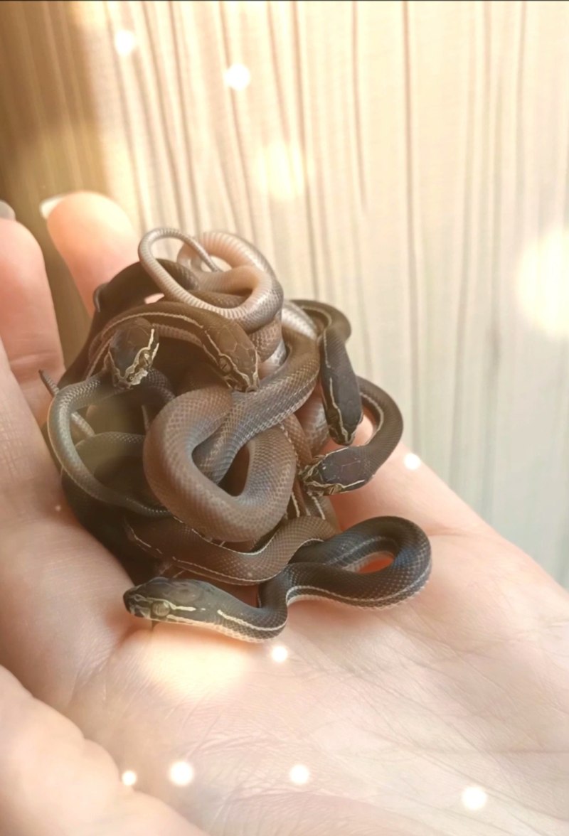 Домовая змея