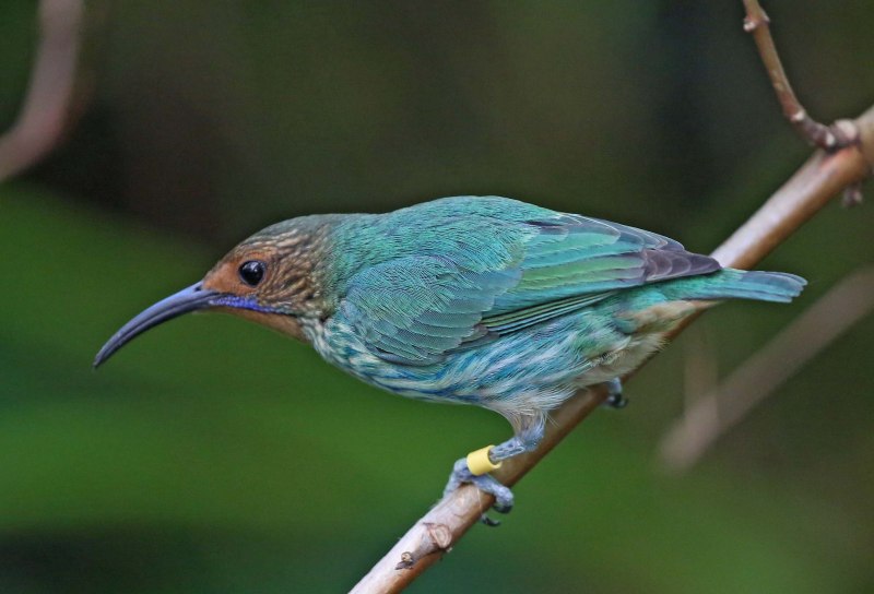 Cyanerpes caeruleus